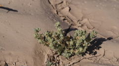 Atriplex elegans fasciculata