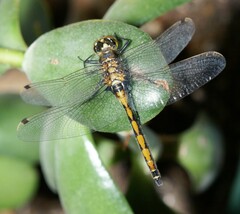 Leucorrhinia borealis