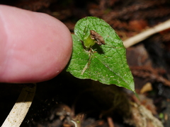 Corybas acuminatus