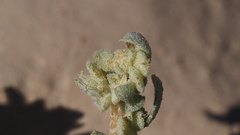 Atriplex elegans fasciculata