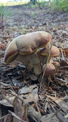 Boletus patrioticus