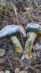 Boletus patrioticus