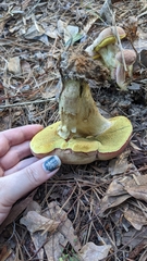 Boletus patrioticus