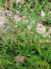 Ottochloa gracillima