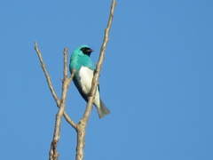 Tersina viridis