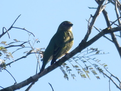 Tersina viridis