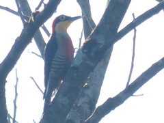 Melanerpes flavifrons