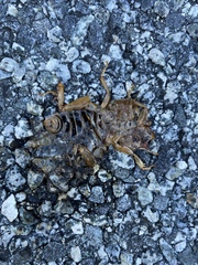 Ammopelmatus