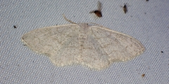 Acratodes suavata