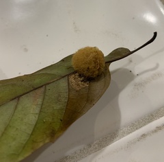 Lophocampa annulosa