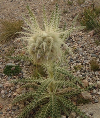 Cirsium scopulorum