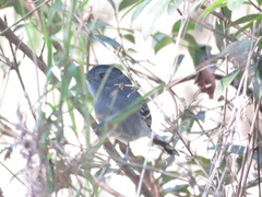 Thamnophilus caerulescens
