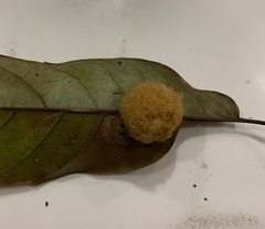 Lophocampa annulosa