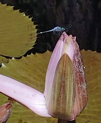Micrathyria aequalis