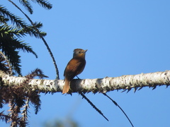 Pachyramphus castaneus