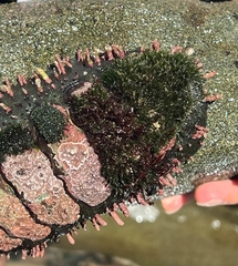 Acanthopleura echinata