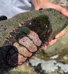 Acanthopleura echinata