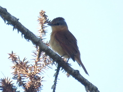 Pachyramphus castaneus