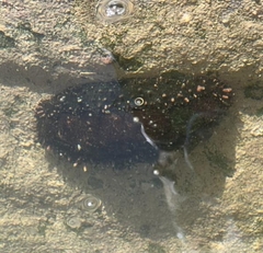 Acanthopleura echinata