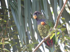 Pionus maximiliani
