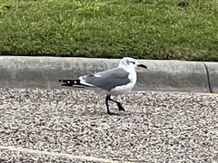 Leucophaeus atricilla