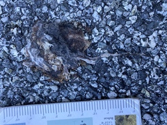 Rodentia