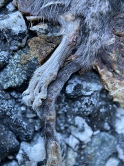 Rodentia