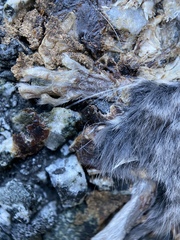 Rodentia