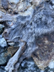 Rodentia