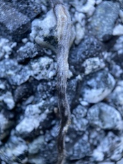 Rodentia