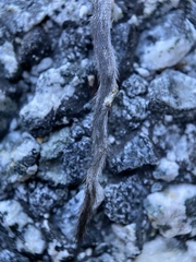 Rodentia