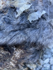 Rodentia