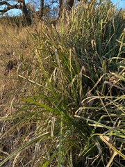 Carex pendula