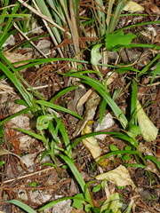 Pterostylis montana