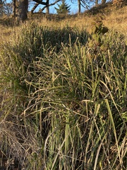 Carex pendula