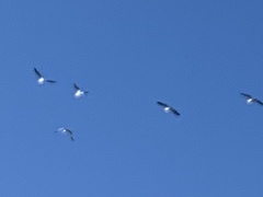 Pelecanus erythrorhynchos