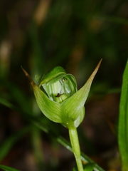 Pterostylis montana