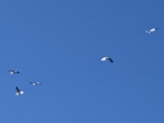 Pelecanus erythrorhynchos