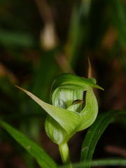 Pterostylis montana