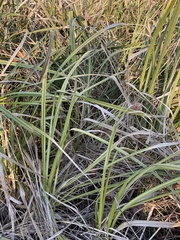 Carex pendula
