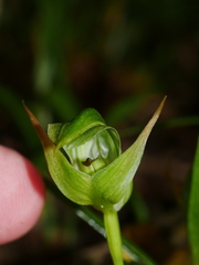 Pterostylis montana