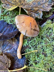 Pyrrhulomyces astragalinus