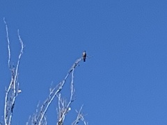 Turdus migratorius