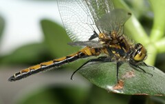 Leucorrhinia borealis