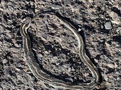 Thamnophis atratus