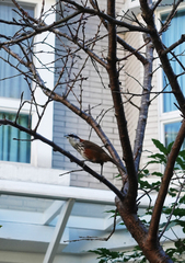 Pomatorhinus musicus