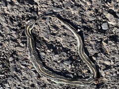 Thamnophis atratus
