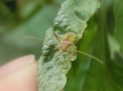 Hemiptera