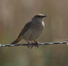 Cincloramphus mathewsi