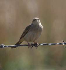 Cincloramphus mathewsi